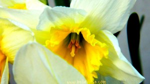 Daffodil