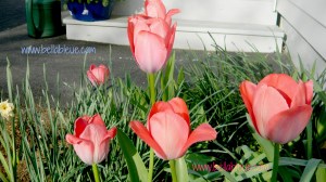 Red Tulips