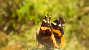 Red Admiral Butterfly 3