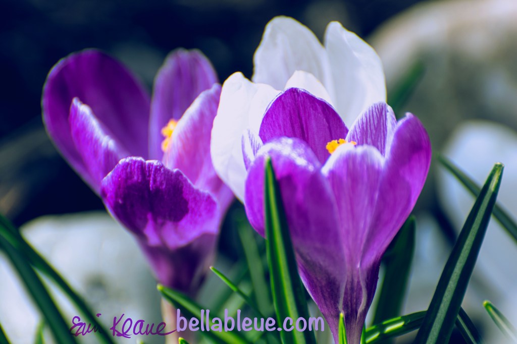 Purple Crocus Flowers