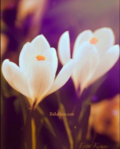 White Crocus Flowers